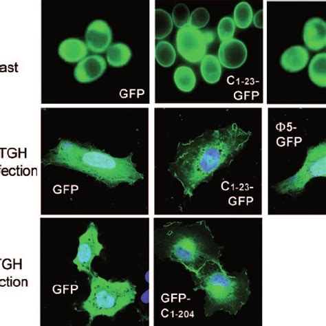 Intracellular Location Of C 123 Gfp In Yeast And Animal Cells Gfp