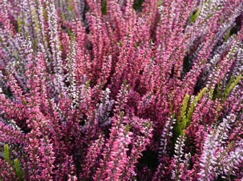 Вереск домашний - фото, посадка и уход, грунт