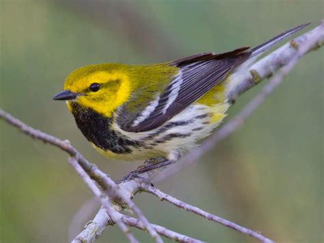 Nc Mountain Birds Black Throated Green Warbler