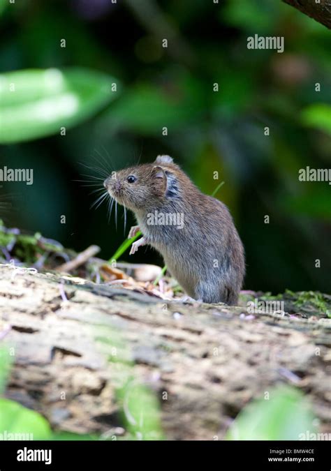 Ways To Keep Mice And Rats Away From Bird Feeders Bird 48 Off