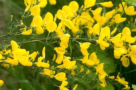 Plantes Qui Poussent Dans Votre Jardin Sans Eau Ou Presque Top