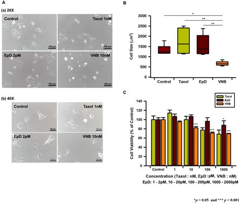 Cells Free Full Text Microtubule Integrity Is Associated With The