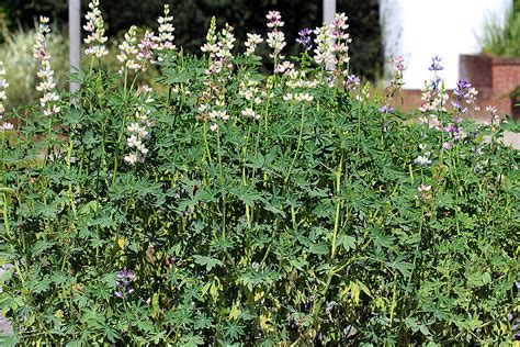 Lupinus Mutabilis El Altramuz Chocho Lupino O Tarwi Lu Flickr