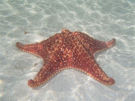 Starfish Point 2012 | Snorkeling, Starfish