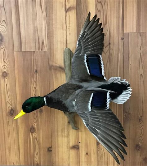 Mallard Taxidermy Mounts Duck Mounts Stehlings Taxidermy