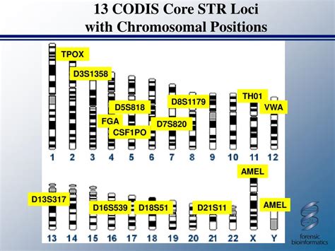 PPT The Prospect For More Than 13 Commonly Used STR Tetranucleodide