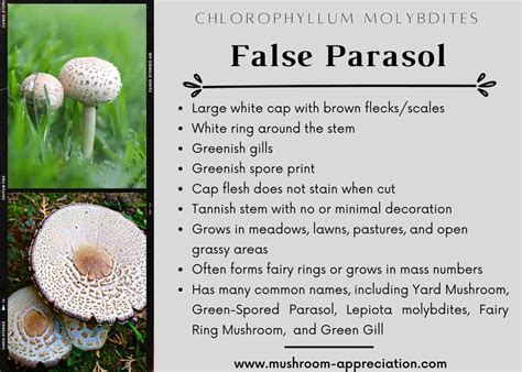 Toxic False Parasol Identification and Lookalikes - Mushroom Appreciation