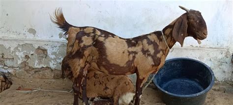 Sirohi Female Goat At Rs 250 Kg Pushkar ID 2852606821530