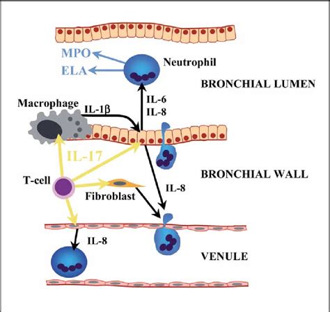 Figure 1 From Role Of Interleukin 17 And The Neutrophil In Asthma