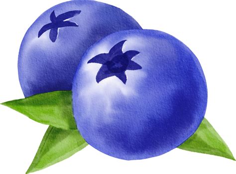 Watercolor Painting Blueberry 11215415 Png