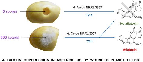 Aspergillus Flavus Peanuts