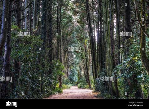 Jeju Island Secret Forest Cypress Trees Stock Photo Alamy