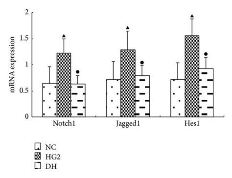 The Expression Of Notch Pathway Components After Intervention With DAPT