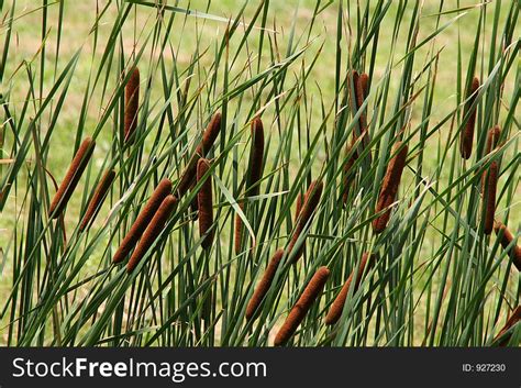 Cat Tails - Free Stock Images & Photos - 927230 | StockFreeImages.com