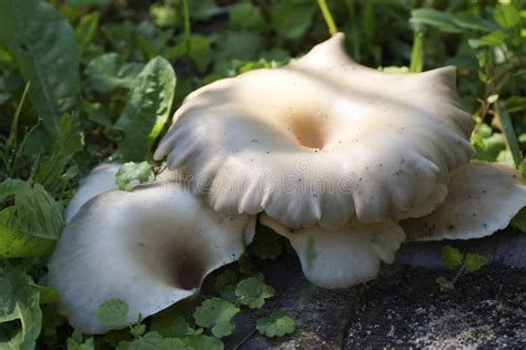 Funghi Bianchi Su Un Fungo Del Ceppo Fotografia Stock Immagine Di