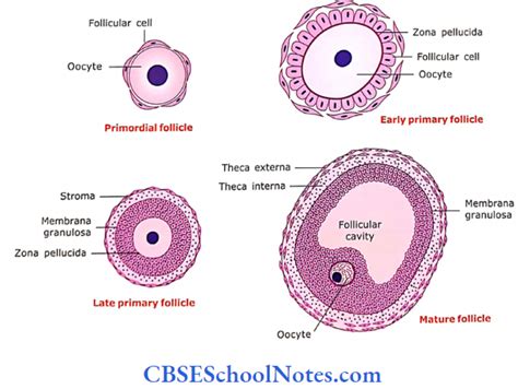 Histology Of Female Reproductive System Notes Cbse School Notes