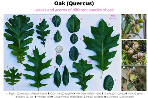 Types Of Oak Tree Leaves