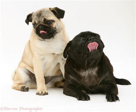 Black And White Pugs