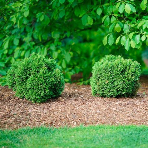 Thuja Occidentalis Smntobab Tater Tot® Jackson And Perkins