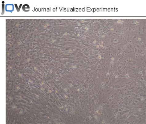 Morphology of confluent glial cells. Cortical glial cells were plated ... 