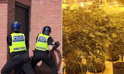 Dramatic Moment Police Raid Massive £150k Cannabis Factory Inside Industrial Unit As 45 Year