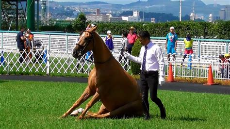 馬が立つ、馬が座る。トリックホースショー。a Sittingstanding Horse現地映像、阪神競馬場 Youtube