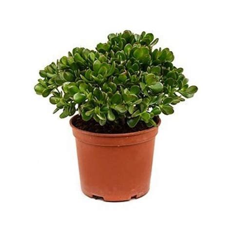 Crassula Bush Medium Eenvoudig En Snel Online Bestellen Vetplanten Groene Planten Planten