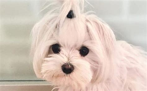 14 Spunky Facts About The Maltese Petpress