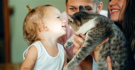 La Cohabitation Entre Le Chat Et L Enfant Comment La G Rer