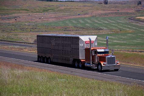 Peterbilt Semitruck Hauling Livestock Trailer Stock Photo Download