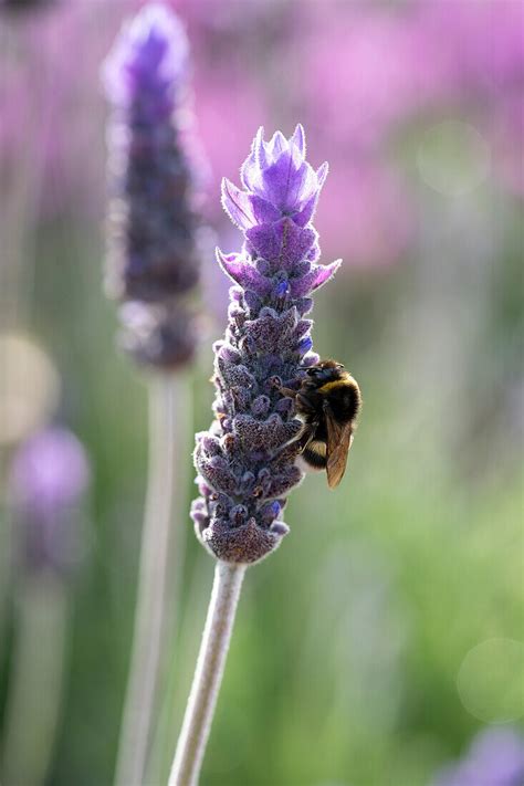 Lavendel Lavandula ‘la Diva Imperial Bild Kaufen 13700804