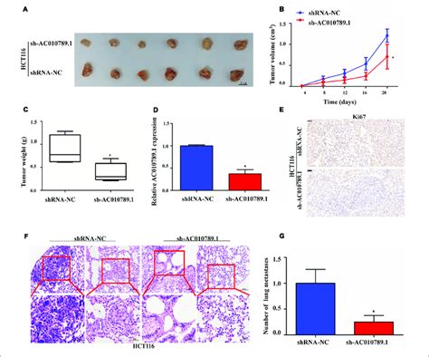 Silencing Ac010789 1 Inhibits Tumor Growth And Metastasis In Vivo