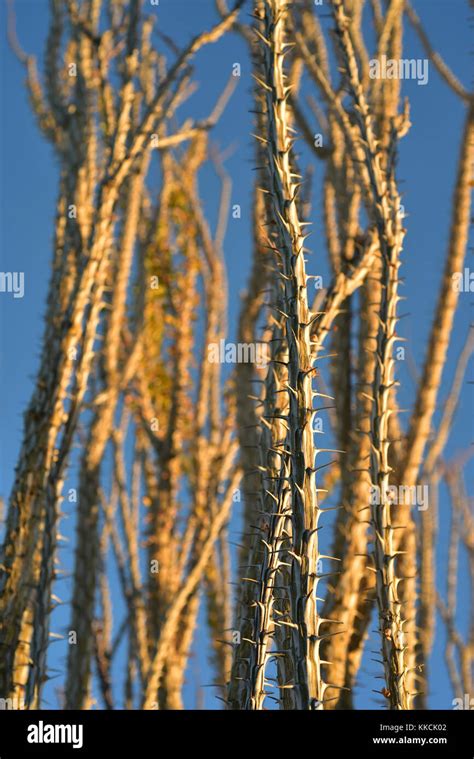 Desert Cactus Plants Stock Photo Alamy