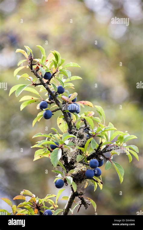 Blackthorn Tree Fruit | Fruit Trees