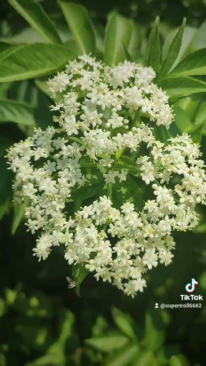 Бузина цветёт, Поздние цветы бузины, Киев, 6 июля 2023 г. #бузина # ...