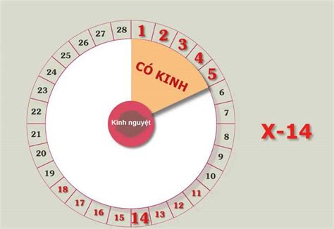 Chu kỳ kinh 26 28 ngày thì rụng trứng ngày nào Vinmec