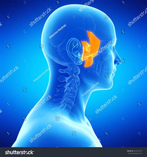 medical illustration sphenoid bone stock illustration