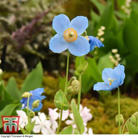 Meconopsis Lingholm Plug Plants Thompson And Morgan