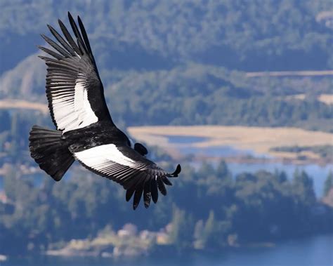 Andean Condor Facts For Kids Konnecthq