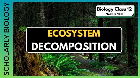 Decomposition Ecosystem Part Biology Class Neet Youtube