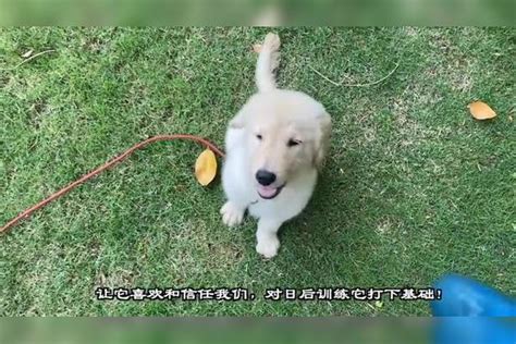 狗狗不听话怎么训练金毛犬怎么训练听话视频教程 金毛犬 训练 狗狗