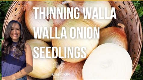 Thinning Walla Walla Onion Seedilingskimpton Farm And Garden 🧅 Youtube