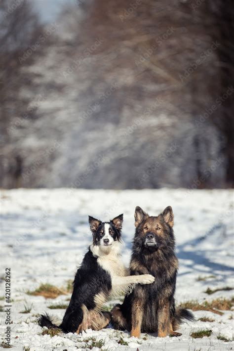 Zdjęcie Stock Owczarek niemiecki Border collie Rasowy pies