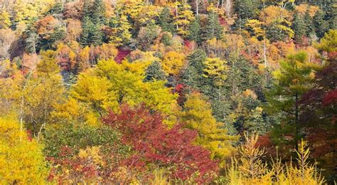 Premium Photo | Beautiful forest in autumn