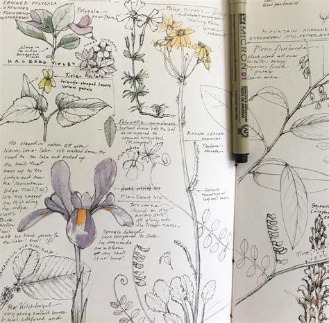 Lara Gastinger Botanical Sketchbook Arte Sketchbook Sketchbook