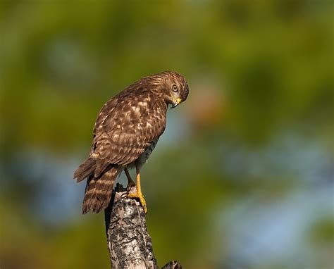 Red Shouldered Hawk Todd Cameron Flickr