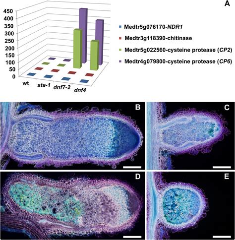 Loss Of The Nodule Specific Cysteine Rich Peptide Ncr Abolishes