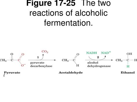 Ppt Figure Reaction Mechanism Of Lactate Dehydrogenase