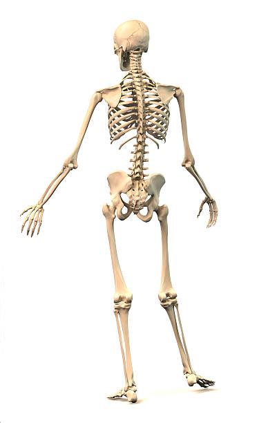 skeleton view stock  pictures royalty  images istock
