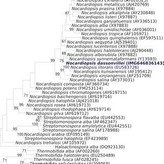 Phylogenetic Tree Highlighting The Position Of N Dassonvillei Strain